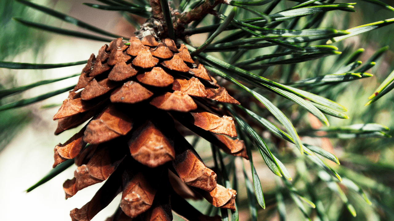 Image for the story Flora Emmanuel